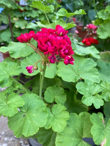 Pelargonium geranie plum - pelargonium,