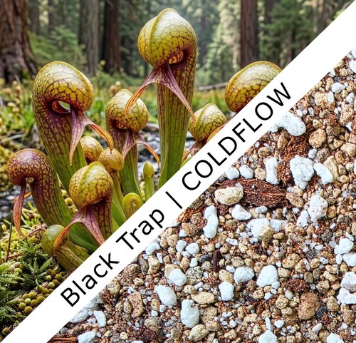 Darlingtonia substrat - darlingtonia,