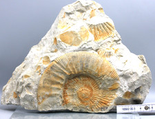 Große Ammoniten Platte, 25 cm, steht selbständig, 3,5  kg ,152 Mio. J. (9-P)