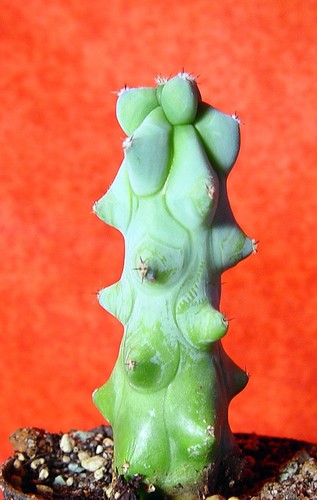 Myrtillocactus geometricans