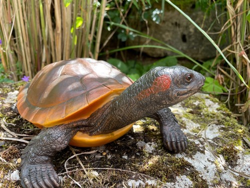 Schildkröte