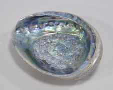 hübsche ABALONE MUSCHEL mit schöner Perlmutt Schicht Schale Natur maritime Deko