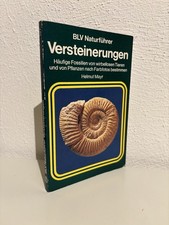 Versteinerungen: Häufige