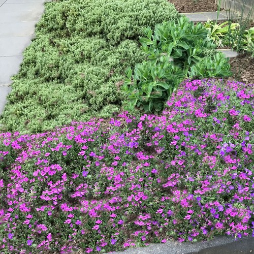 Kissen seifenkraut saponaria - kissen,