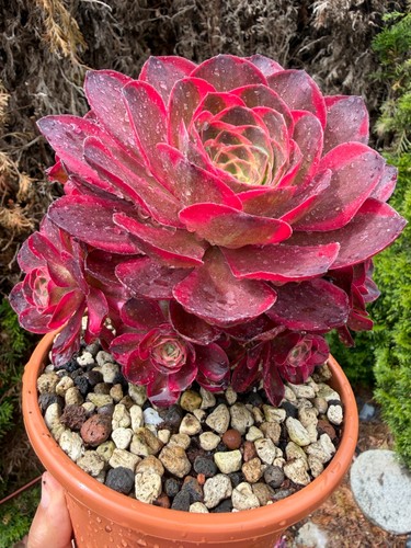 Anzeigeaeonium charm golden - charm,