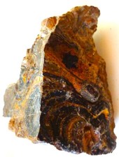 Stromatolith Australien Selten
