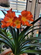 Clivia Miniata, Orange