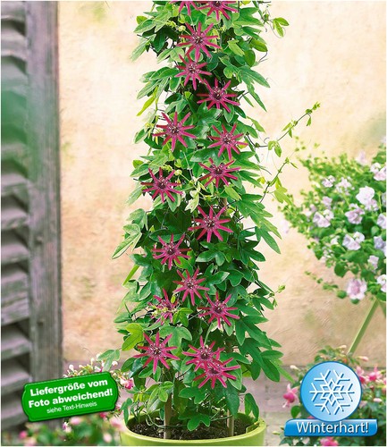 Winterharte passionsblumen - winterharte,