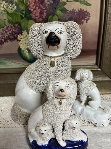 Staffordshire pudel england - pudel,