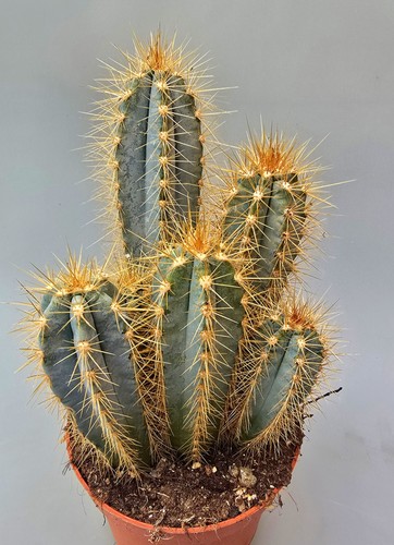 Sehr schöner pilosocereus - sehr,