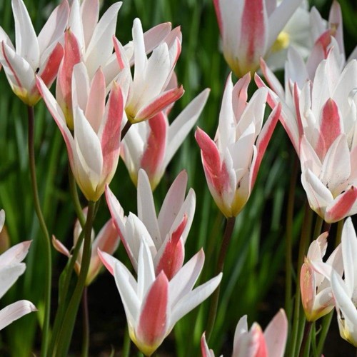Wildtulpe blumenzwiebeln - wildtulpe, 5
