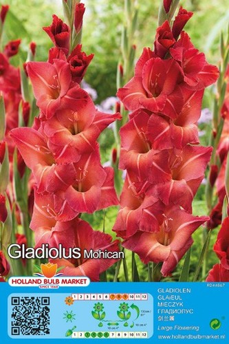 Gladiolen - @,