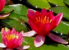 Halb-Zwerg-Seerose Nymphaea