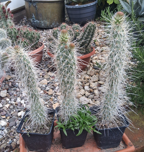 Grizzlybärkaktus opuntia - grizzlybärkaktus,
