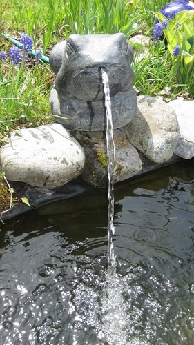 Brunnen frosch könig tier - brunnen,