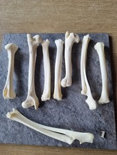 Reh Knochen Bein Basteln