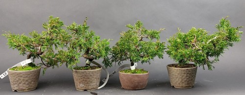 Bonsai wacholder juniperus - -, wacholder,