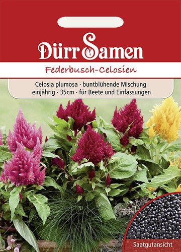 Federbusch celosien mischung - federbusch-celosien,