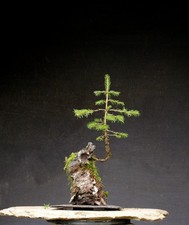 Bonsai outdoor winterhart