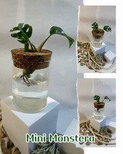 Rhaphidophora Tetrasperma -