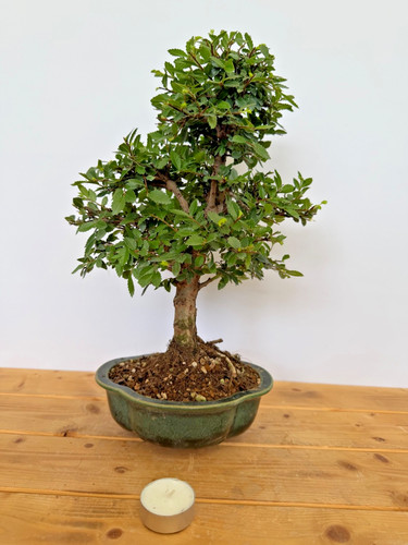 Bonsai japanische ulme - japanische,