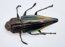 Buprestidae cyphogastra - buprestidae,,