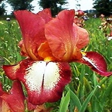 Iris Rhizom Staude Blüten