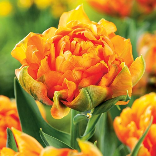 Tulpen blumenzwiebeln zwiebeln - tulpen,