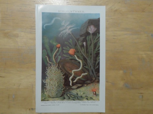Orig chromolithographie - orig.(1908),