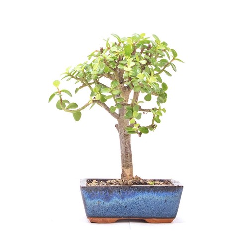 Bonsai speckbaum portulacaria - bonsai,