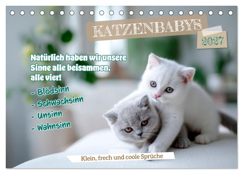 Katzenbabys klein frech und - katzenbabys,