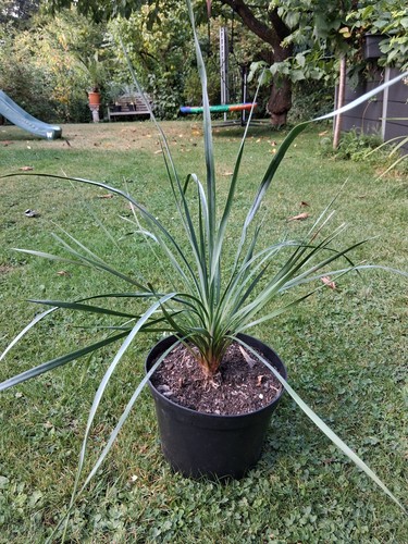 Palmlilie yucca rostrata - -,