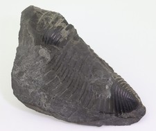 Trilobit, Homalonotus obtusus, Devon, Wissenbacher Schiefer, Niedererbach,D-L812
