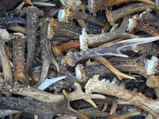 1kg 15-23 cm Rehgeweih vom Rehbock gesägt - Deko basteln Krone Gehörn Cosplay