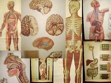 1 Stück wählen: alte Rollkarte Medizin Mensch Patient Blut Skelett  Anatomie 1.