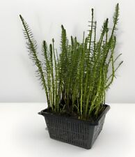 Wasserpflanzen Wolff Tannenwedel 4er Set mit Korb Algenvernichter Hippuris