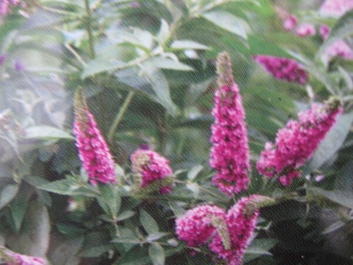 Buddleja davidii proven - buddleja,