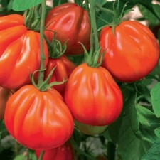 Tomatensamen - , (7+samen)