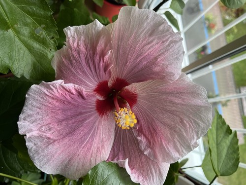 Hibiskus rosa senesis
