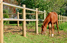 Pferdezaun hochwertig
