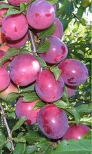 Säulenpflaume Sonora