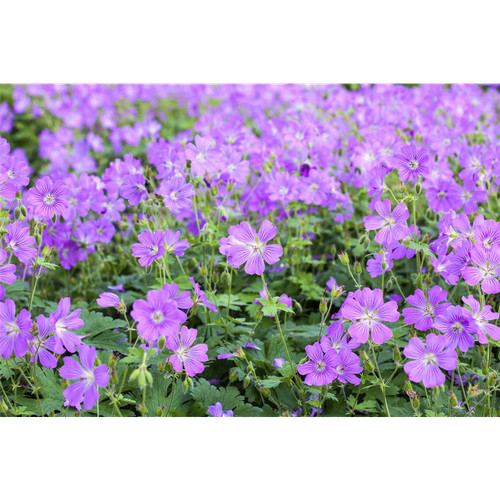 Geranium gracile sirak - x,
