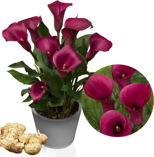 Calla lilien zwiebeln - calla,
