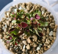 CRASSULA GIMLI,  EXTREM