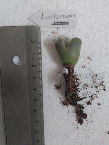 Lithops otzeniana lebender - otzeniana,