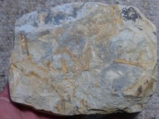 Fossilien Frankenwald - Pflanzenhäcksel in Grauwacke von Naila
