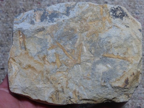 Fossilien frankenwald - frankenwald,