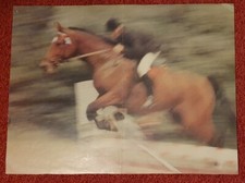 Poster Bild Pferdeposter Pferde 