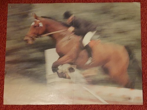Poster bild pferdeposter - poster,