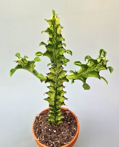 Euphorbia trigona variegata - trigona,